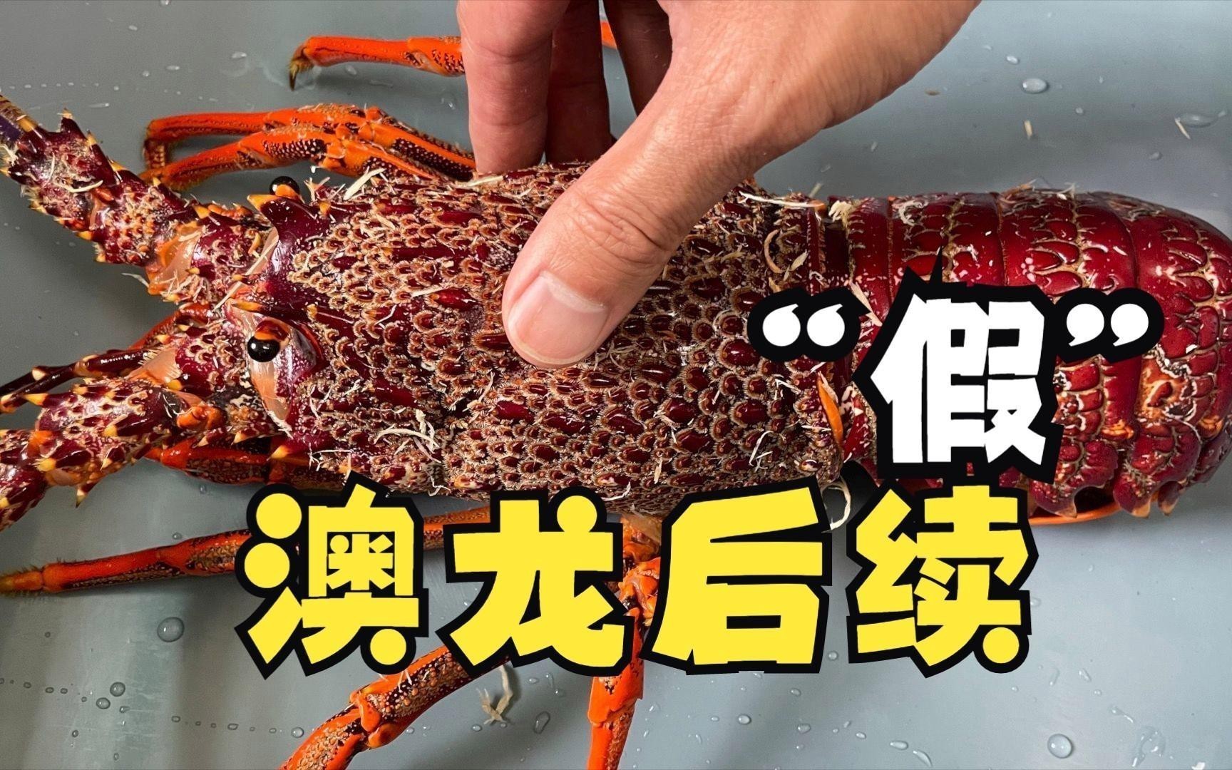如何區(qū)分澳龍和紅龍？