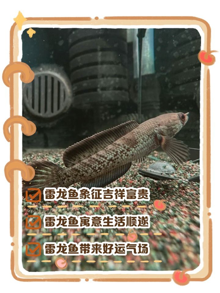 家里養雷龍魚吉利嗎