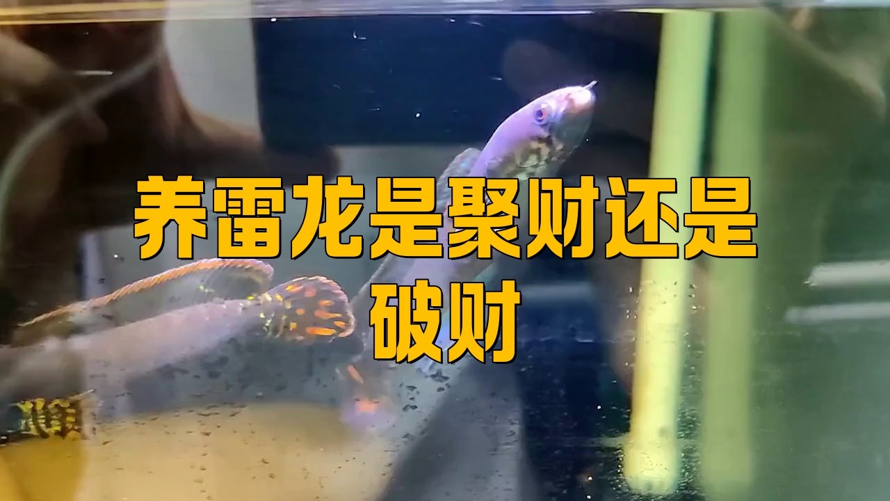 家里養雷龍魚吉利嗎