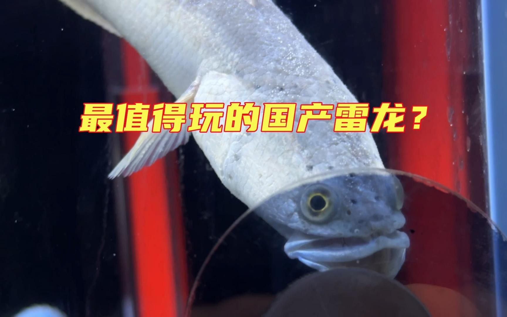 家里養雷龍魚吉利嗎