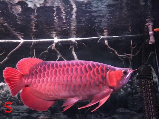 銀龍魚太膽小(銀龍魚太膽小怎么回事)