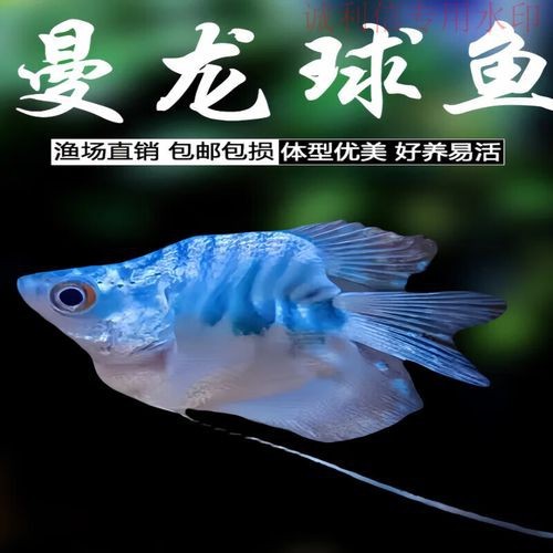 海水黃龍魚介紹圖片