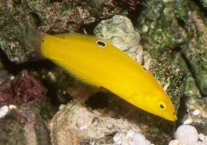 海水黃龍魚介紹圖片