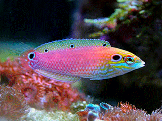 海水黃龍魚介紹圖片