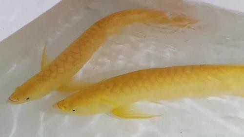 海水黃龍魚介紹圖片