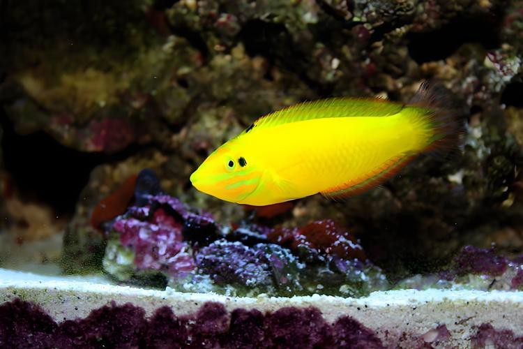 海水黃龍魚介紹圖片