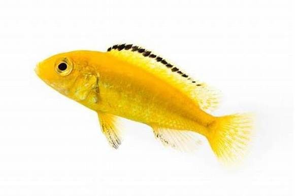 海水黃龍魚介紹圖片