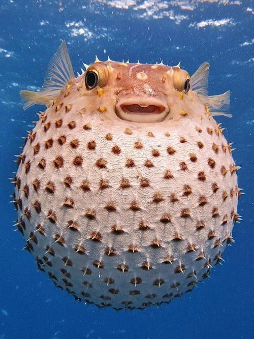 海水黃龍魚介紹圖片