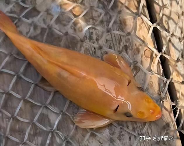 海水黃龍魚介紹圖片