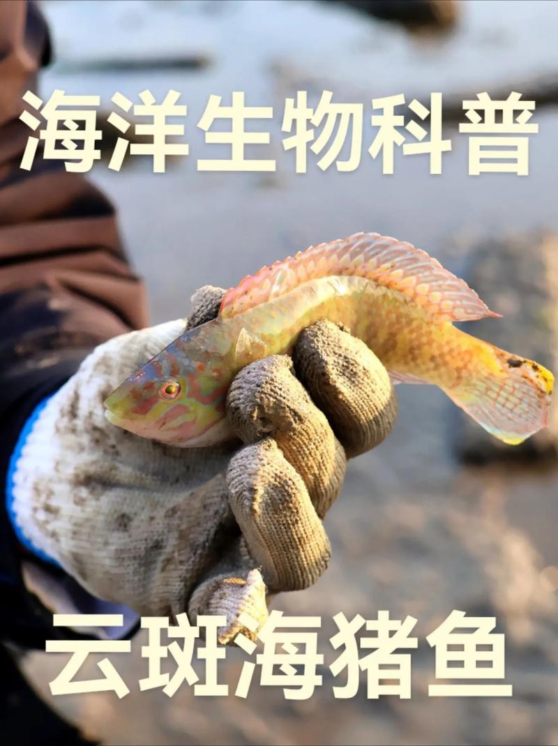 海水黃龍魚介紹圖片