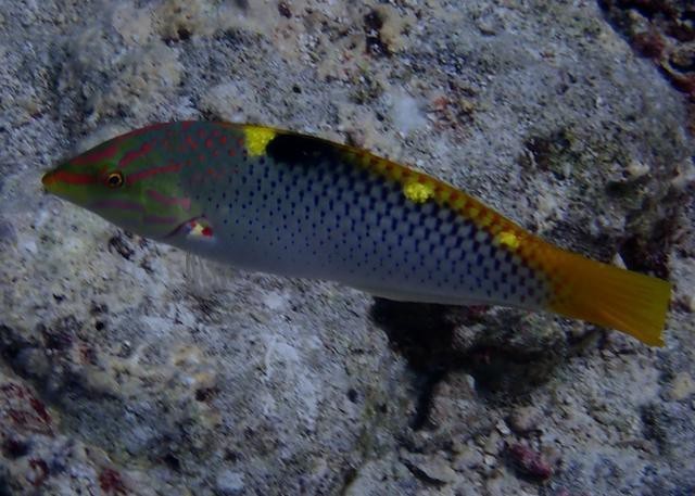 海水黃龍魚介紹圖片