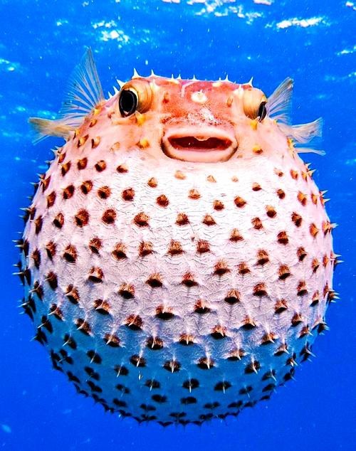 海水黃龍魚介紹圖片