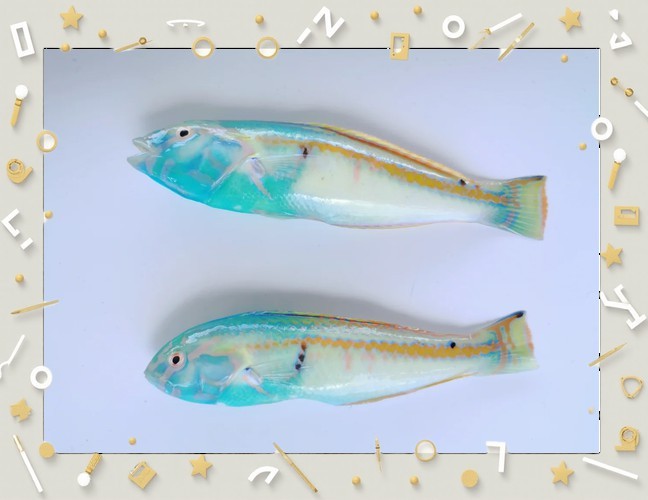 海水黃龍魚介紹圖片