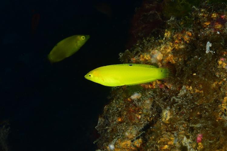 海水黃龍魚介紹圖片