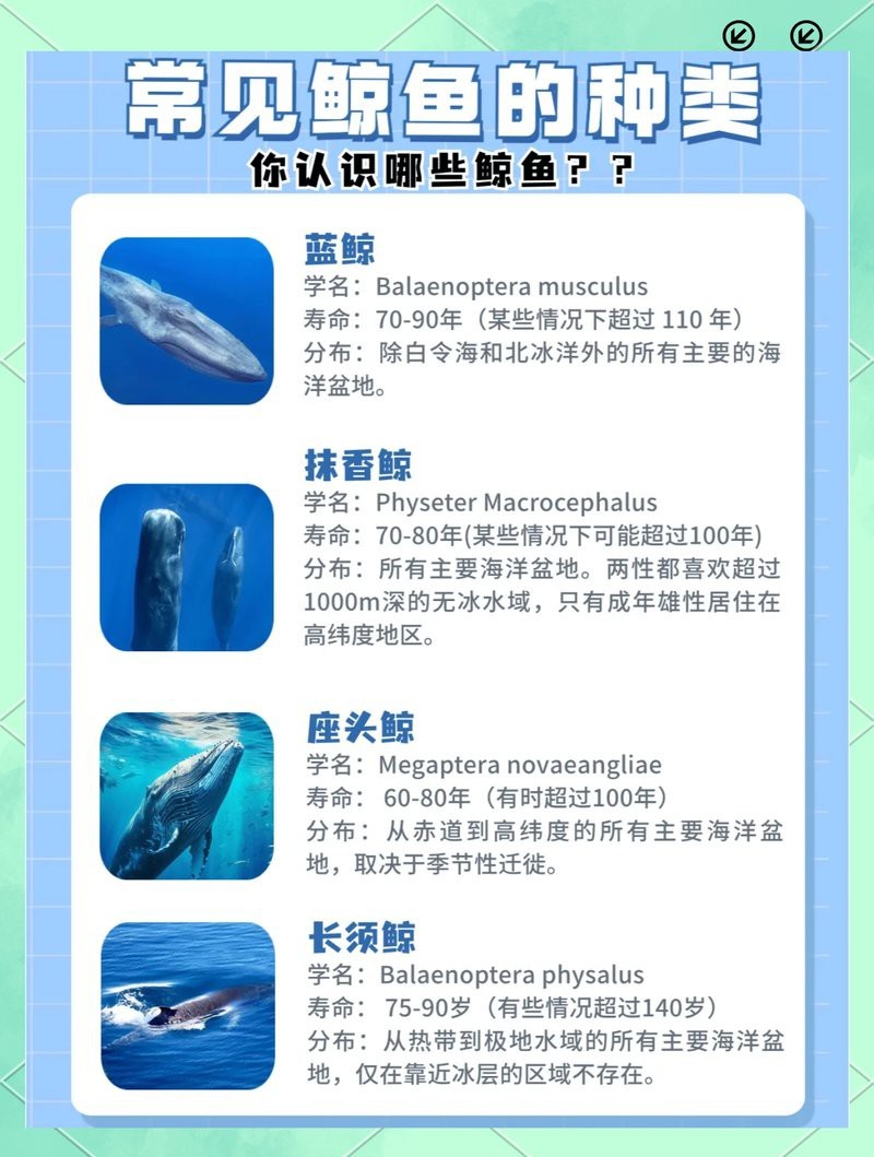 大嘴鯨能活多久