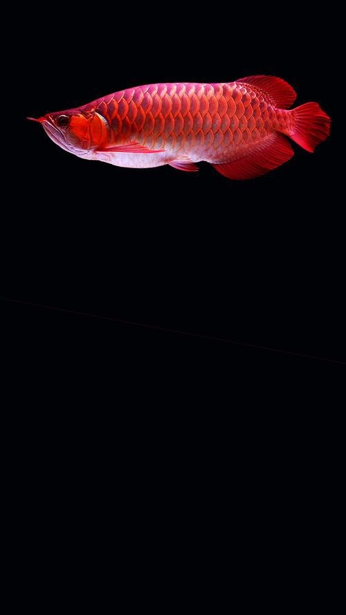 超美龍魚(yú)壁紙圖片2023最新款