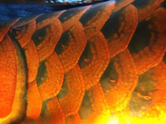 超美龍魚(yú)壁紙圖片2023最新款