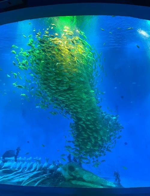 合肥龍魚市場營業時間表圖片