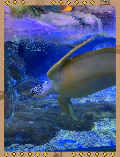 合肥龍魚市場營業時間表圖片