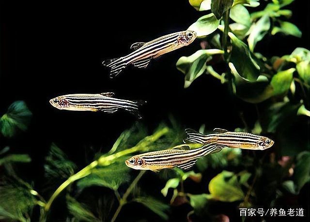 藍曼龍魚繁殖期需要多久？