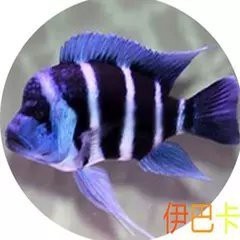 薩伊藍(lán)一般多少錢一只