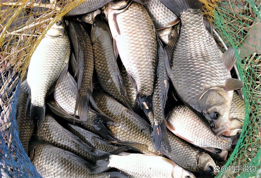 鯽魚有幾種品種圖片