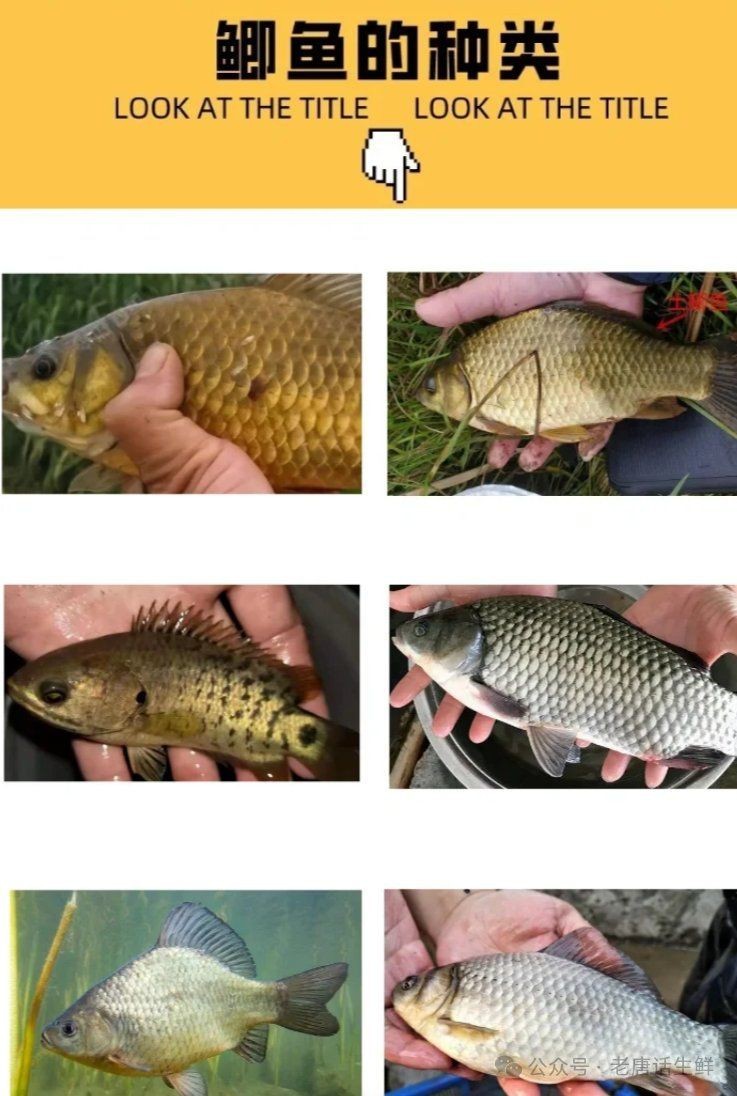 鯽魚有幾種品種圖片