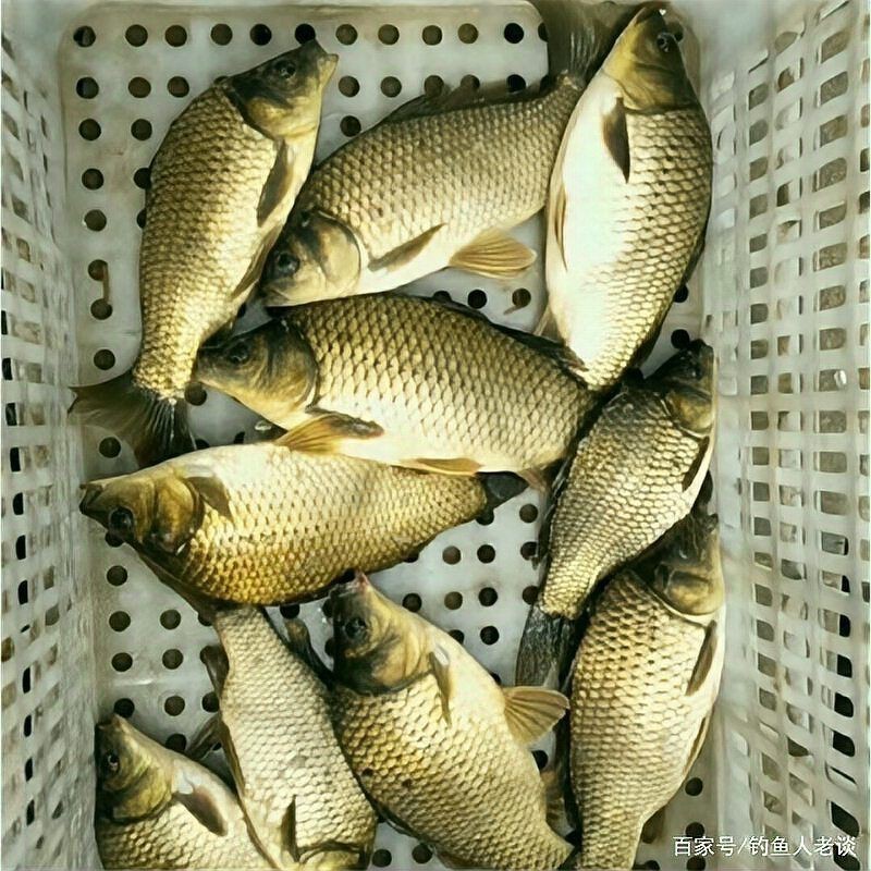 鯽魚有幾種品種圖片