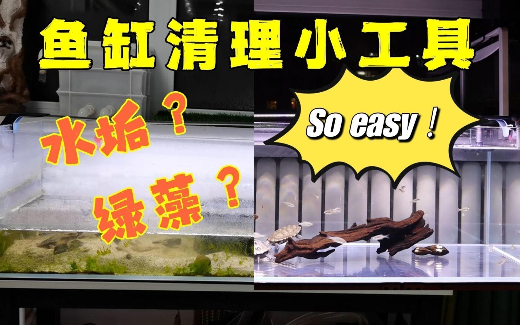 如何預防龍魚感染鰓病？