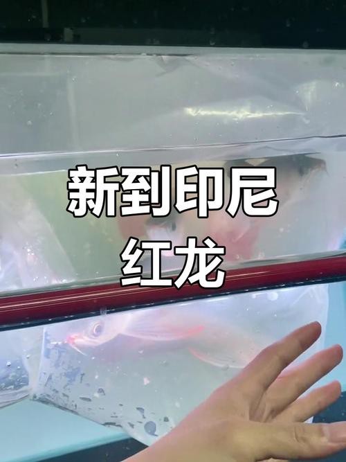 給我提供一張紅龍魚幼苗的圖片