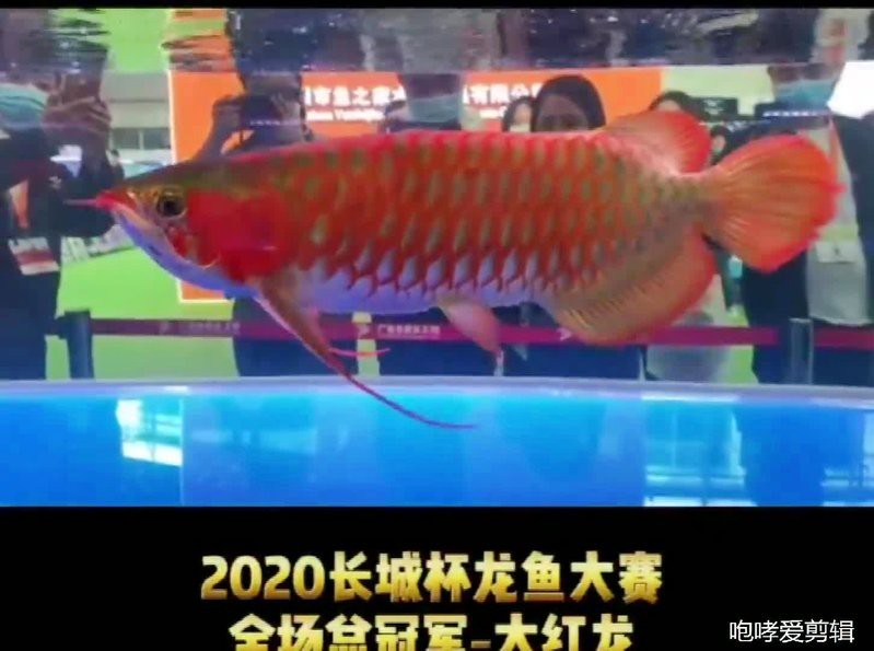 2020廣州長城杯龍魚