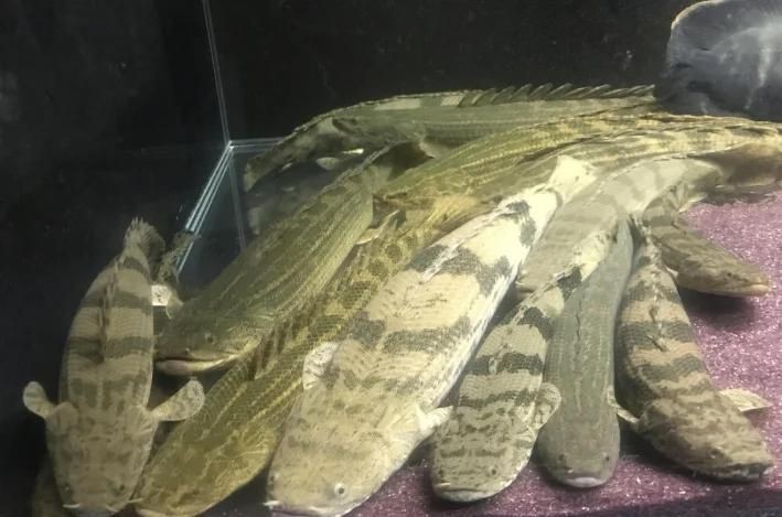 虎紋恐龍魚最建議買的顏色