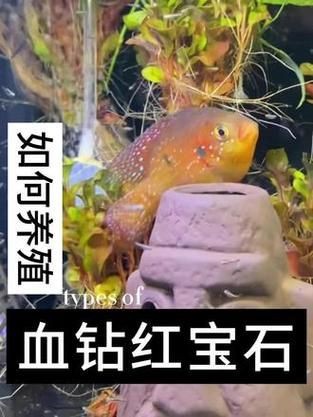 紅寶石魚公母區分圖解