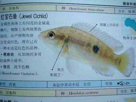 紅寶石魚公母區分圖解