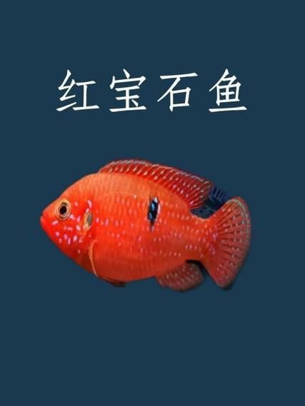 紅寶石魚公母區分圖解