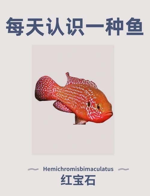 紅寶石魚公母區分圖解