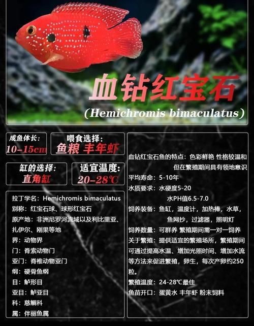 紅寶石魚公母區分圖解