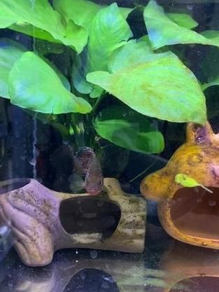 紅寶石魚公母區分圖解