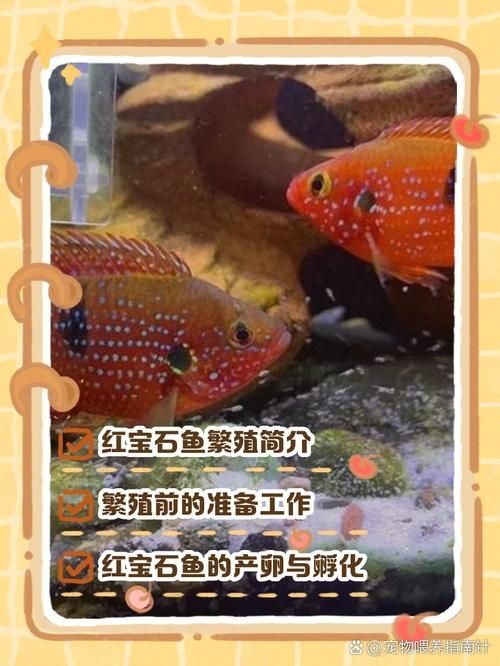 紅寶石魚公母區分圖解