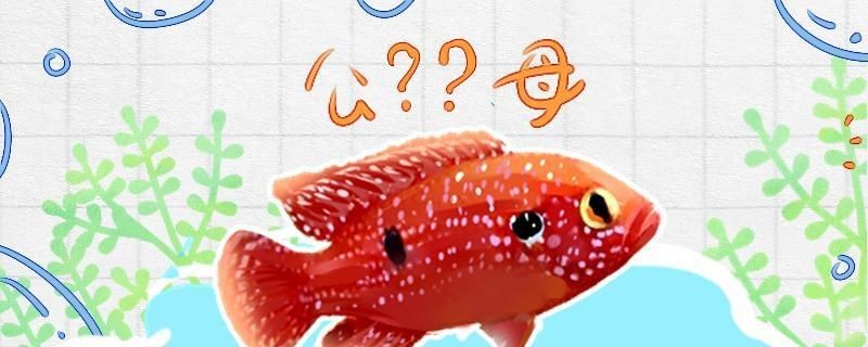 紅寶石魚公母區分圖解
