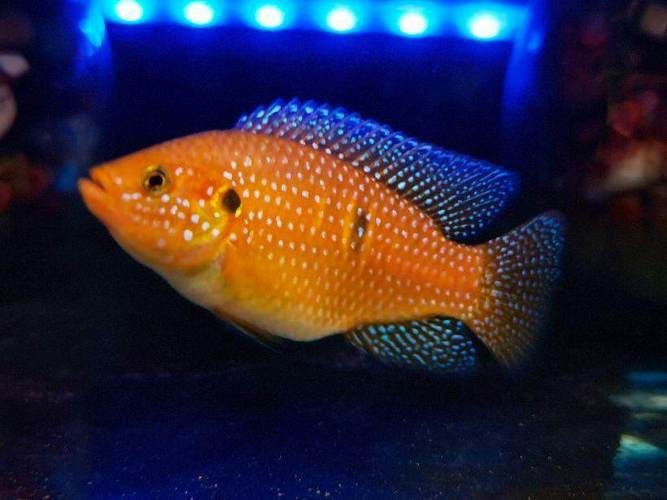 紅寶石魚公母區分圖解