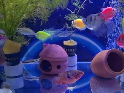 紅寶石魚公母區分圖解