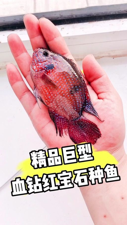 紅寶石魚公母區分圖解