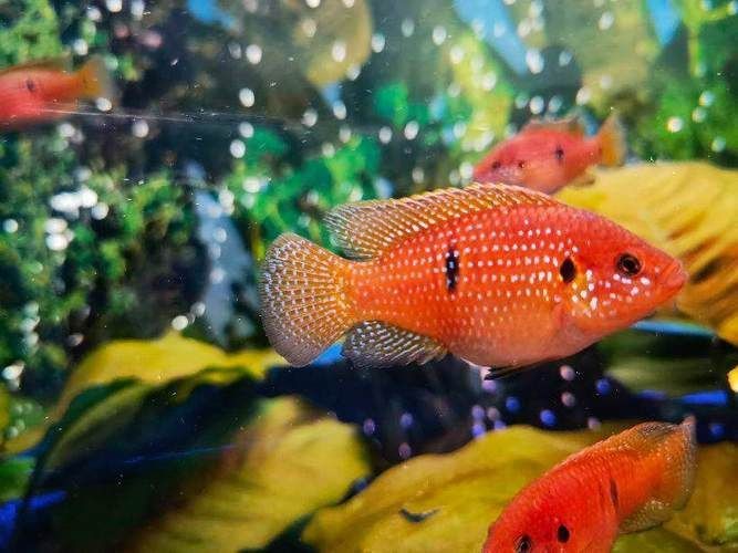 紅寶石魚公母區分圖解