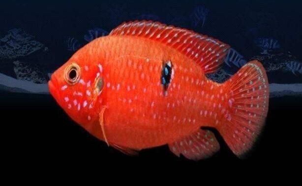 紅寶石魚公母區分圖解