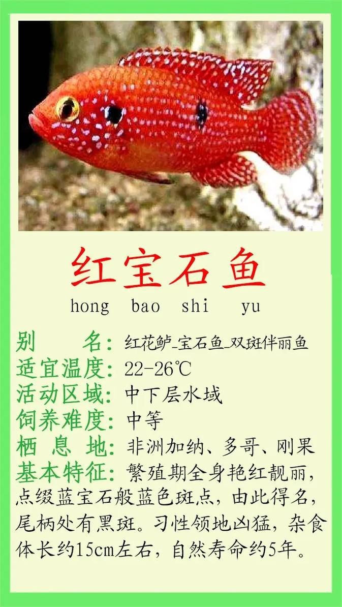 紅寶石魚公母區分圖解