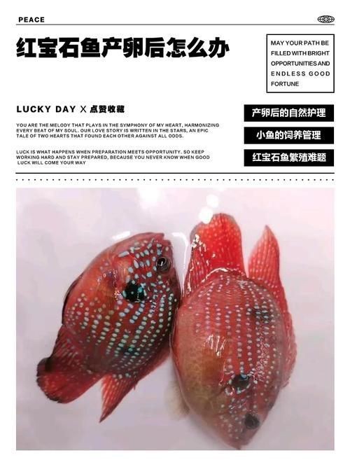 紅寶石魚公母區分圖解