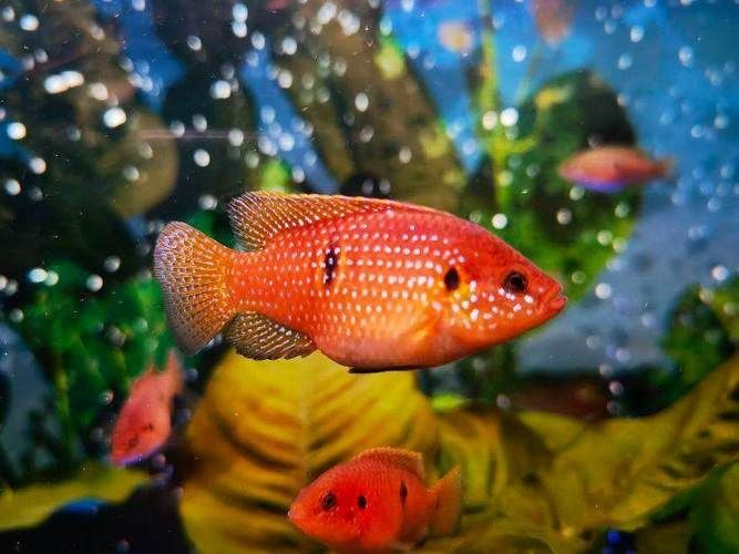 紅寶石魚公母區分圖解