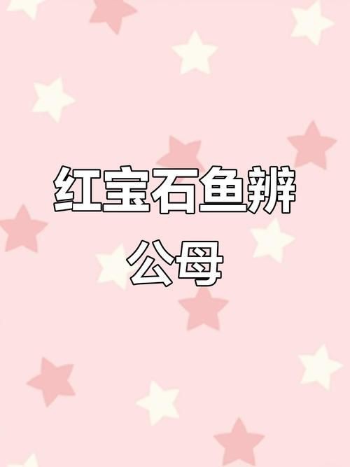 紅寶石魚公母區分圖解