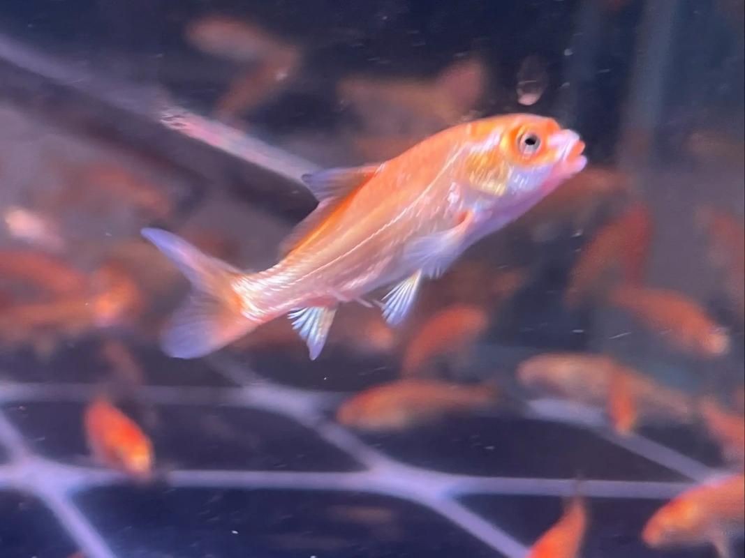 龍魚除了豬肉，還吃什么？，除了豬肉，龍魚還可以食用以下食物